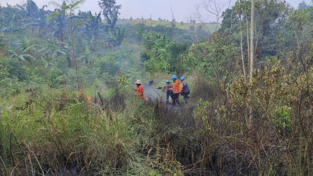 8 Hektar Lahan Dan Hutan Terbakar Di Bontang Pantau Kaltim